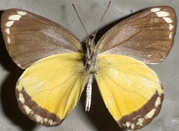 Media type: image;   Entomology 16620 Aspect: habitus ventral view